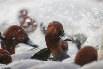 Paddling pochard